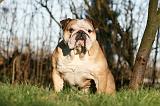 BULLDOG ANGLAIS 149